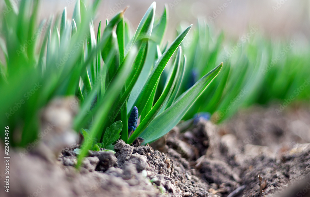 spring young blue flowers on green stems spring young blue flowers on green stems