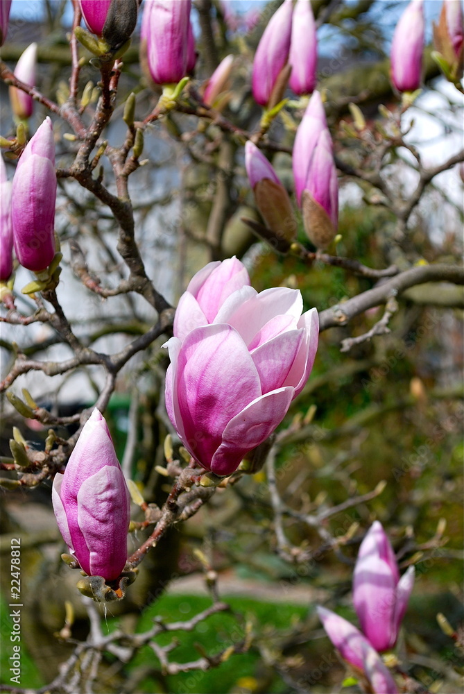 Magnolien Magnolien