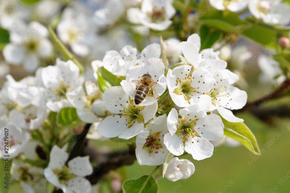 Tree flowers3