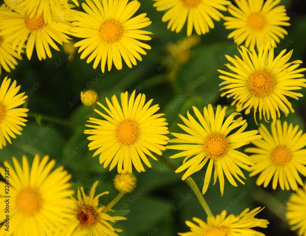 Leopards bane background Leopards bane background