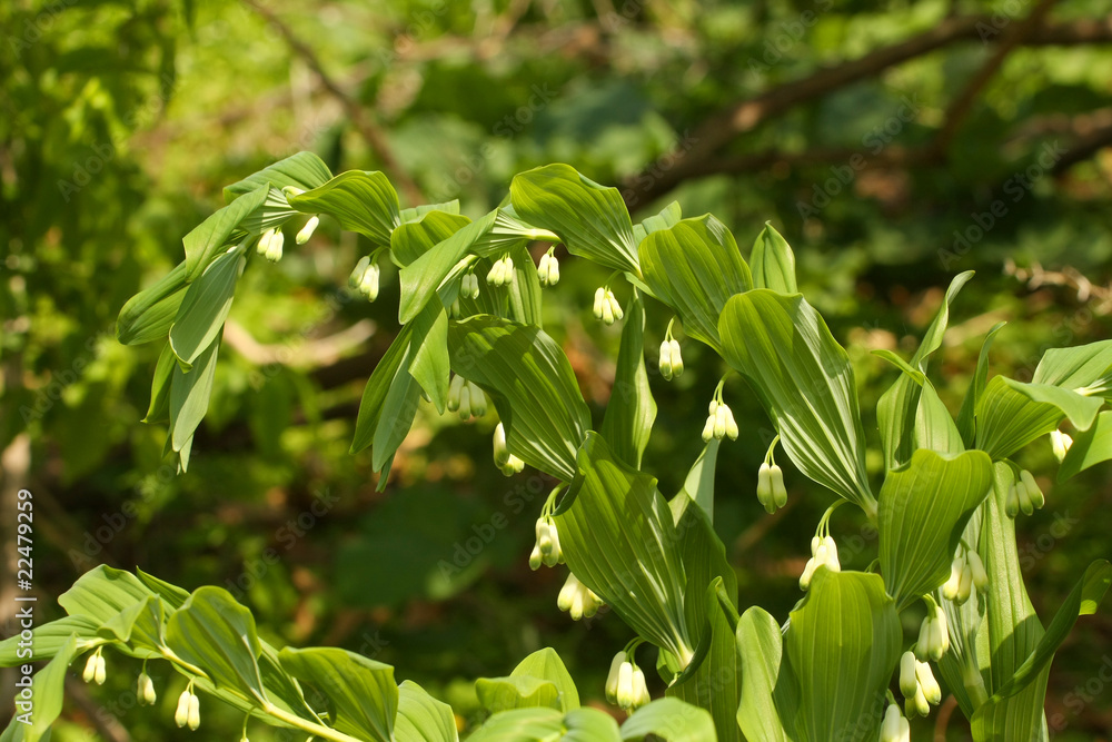 Fototapeta premium Solomon Seal
