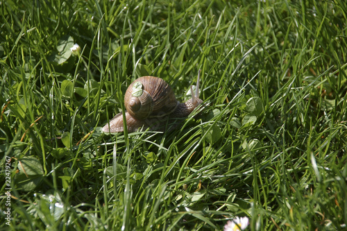 weinbergschnecke
