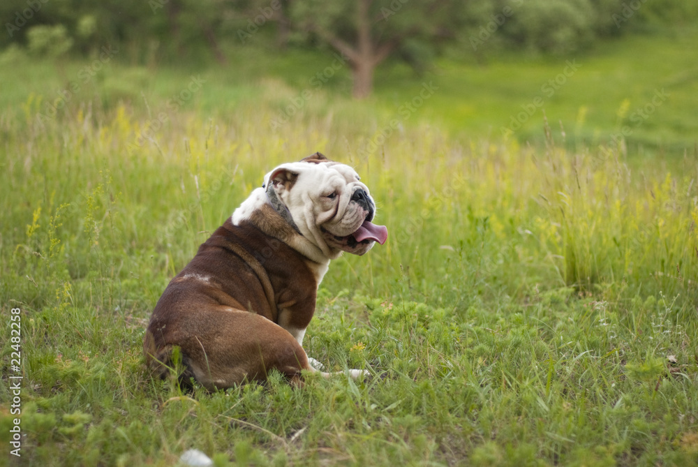 English bulldog