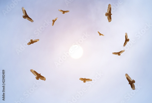 Turkey vultures soaring