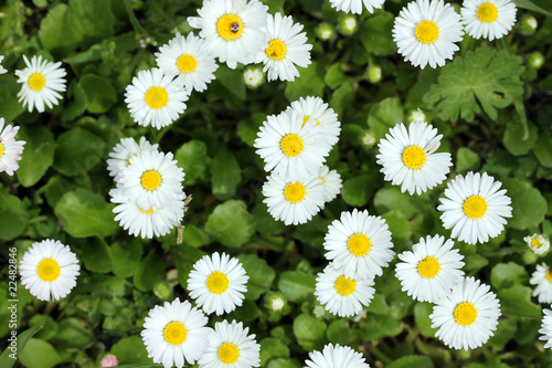 Daisy