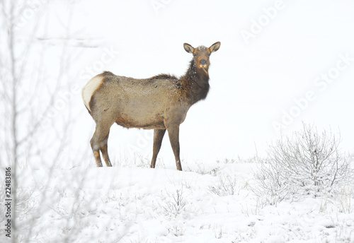 Elk