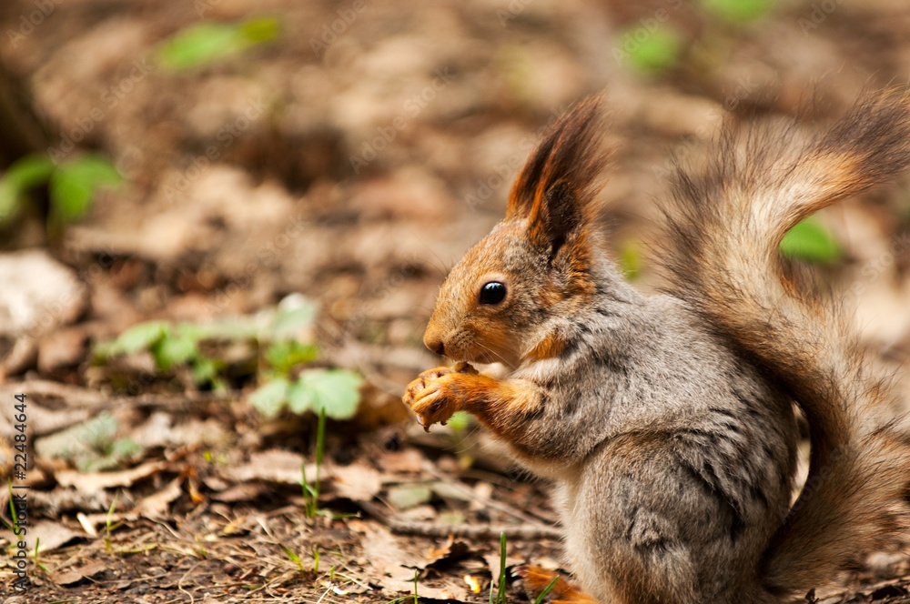 Little squirrel eating nut in park at spring Little squirrel eating nut in park at spring