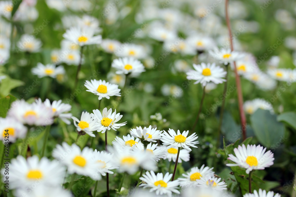 Daisy Daisy