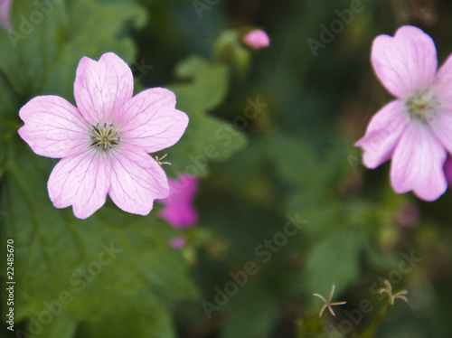 The Common Mallow
