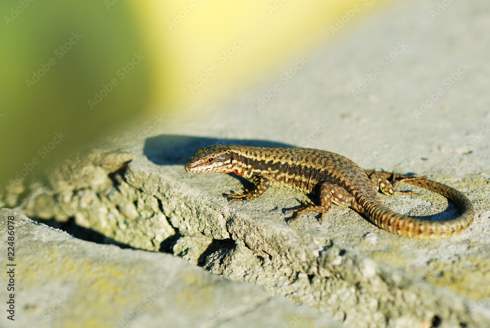 alive wall lizard alive wall lizard
