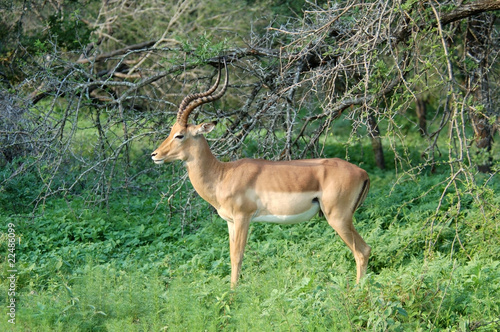 Africa Wildlife  Impala