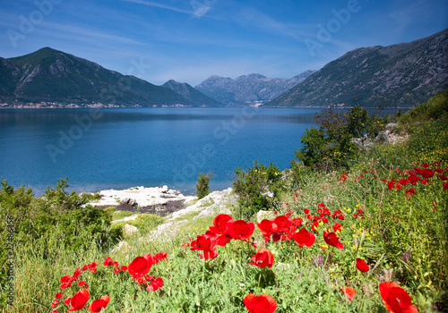 Poppies over Kotor Bay