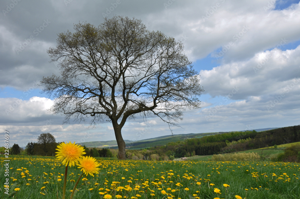 Fototapeta premium Frühling