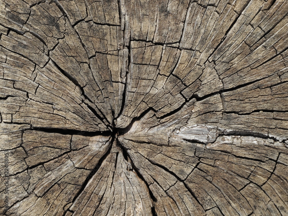 Fototapeta premium wood