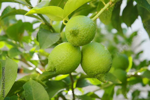 Wallpaper Mural Lime Torontodigital.ca