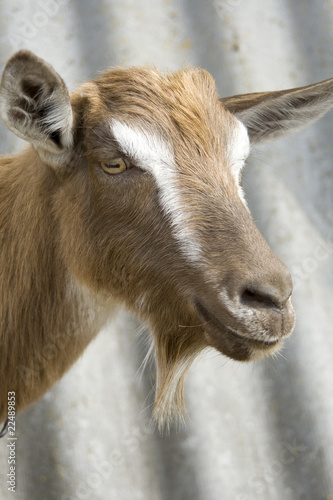 Head of goat.