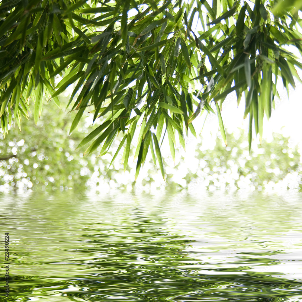 Obraz premium reflets de feuilles de bambous