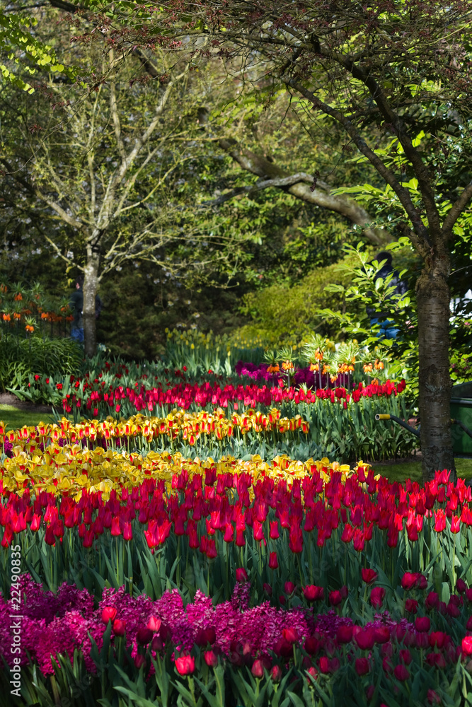 Colorful spring flowers in park