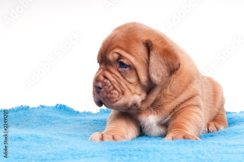 Fototapeta Naklejka Na Ścianę i Meble -  tired little puppy