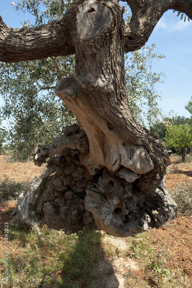 Obraz premium Olive Tree