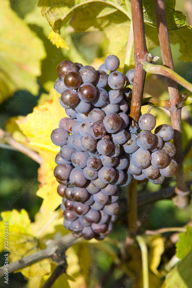 Fototapeta premium vineyard, Czech Republic