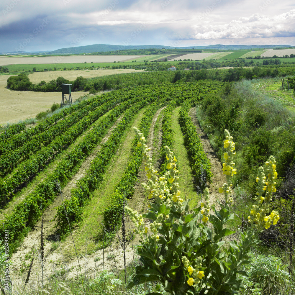 vineyard, Czech Republic