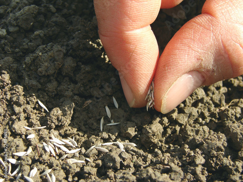 sowing seeds