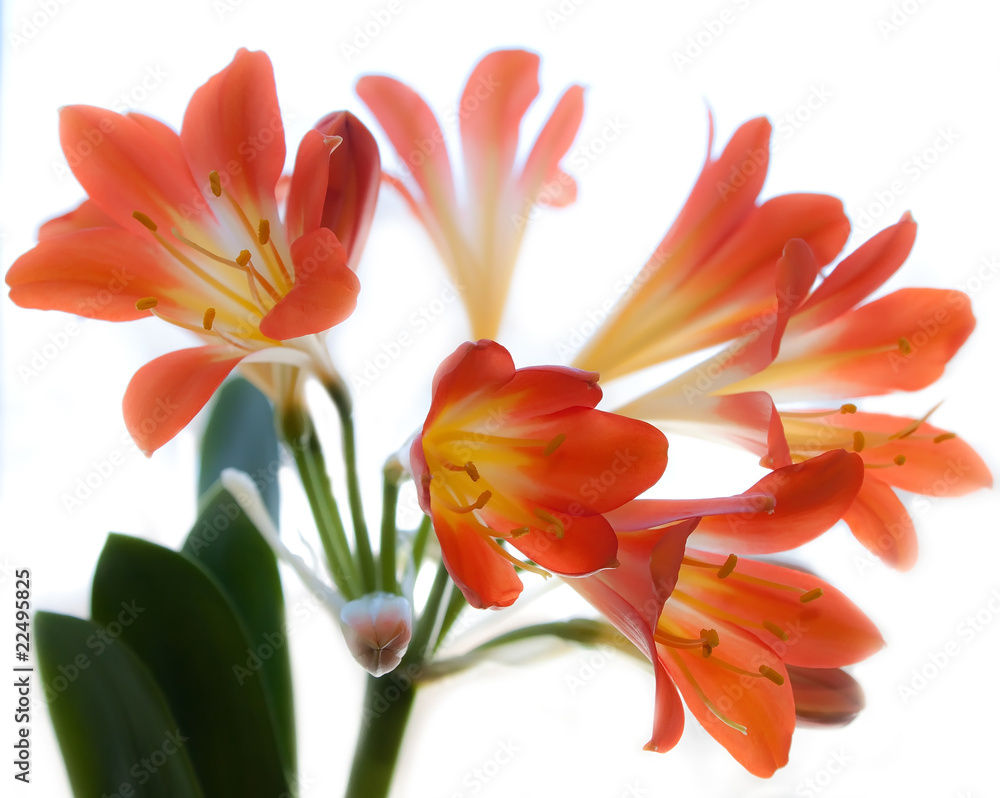 Obraz premium Red flowers