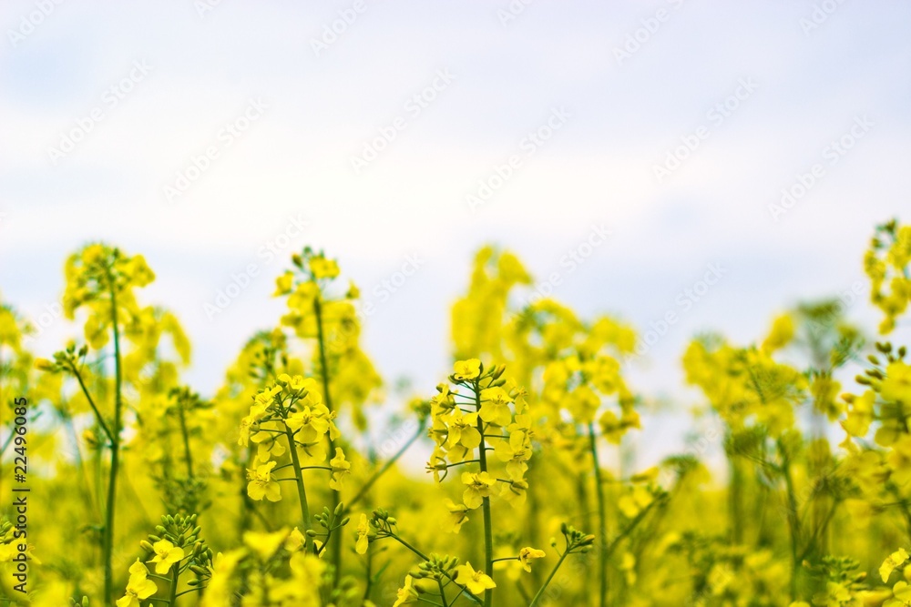 Obraz premium flowers