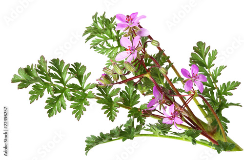 Fototapeta Naklejka Na Ścianę i Meble -  Stork's Bill Wild Flower