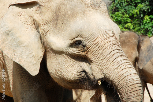 close up of elephant at the wildlife park