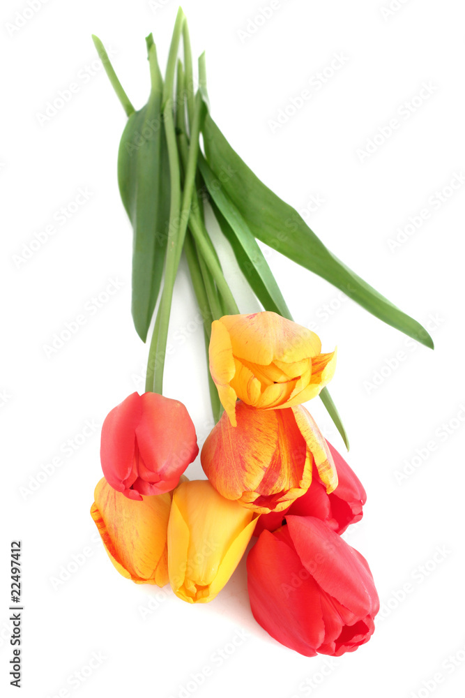 Bouquet of tulips Bouquet of tulips