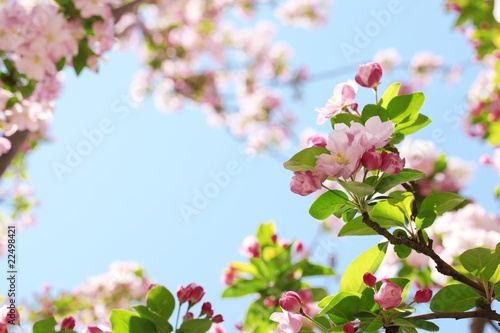 Spring flower