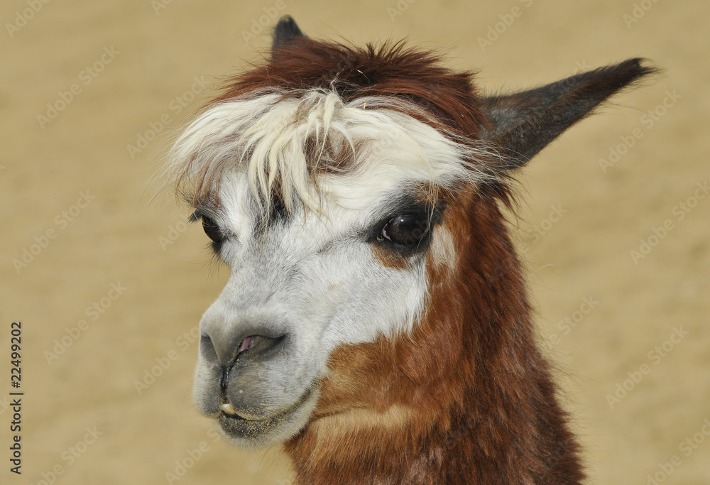Obraz premium Tête d'Alpaga