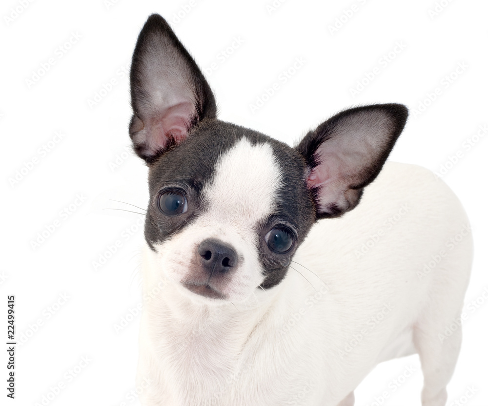 white with black chihuahua puppy portrait isolated