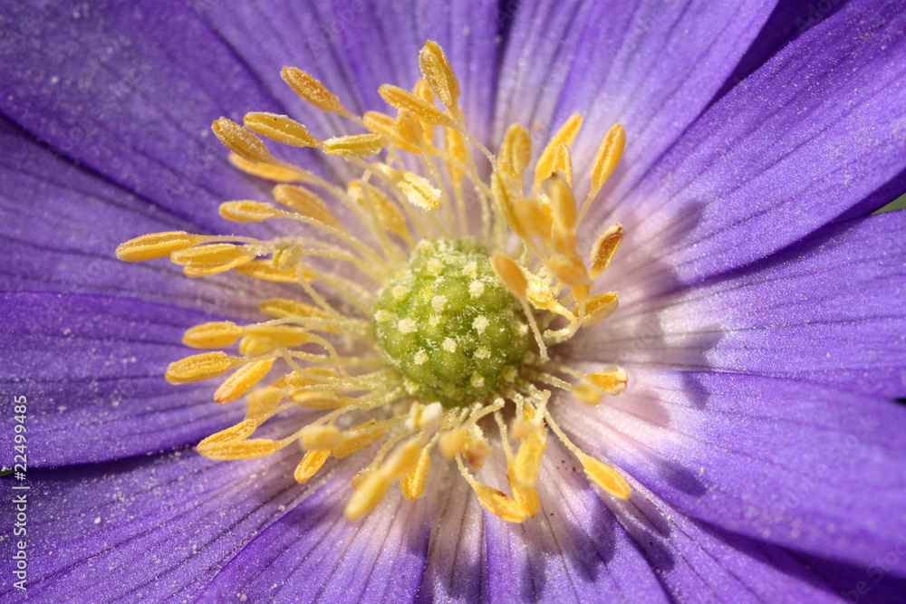 Blume Blume
