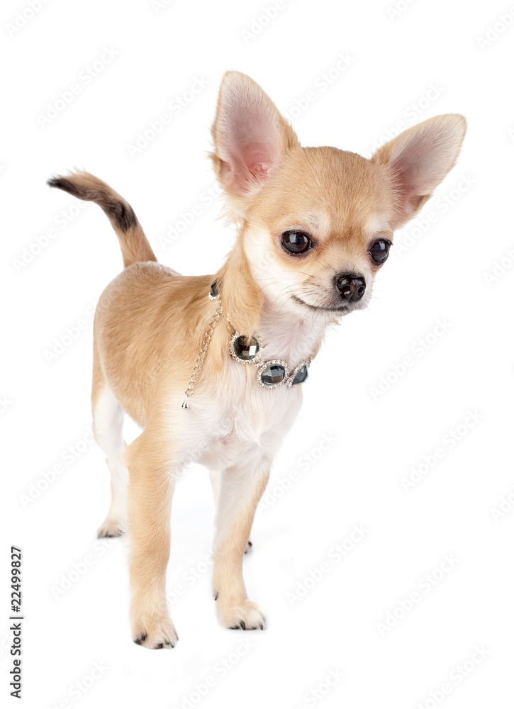Obraz premium nice chihuahua puppy with necklace portrait