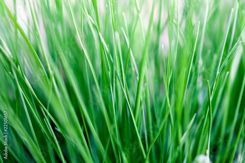 Spring grass