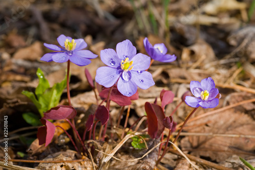 Flowers of early spring 22