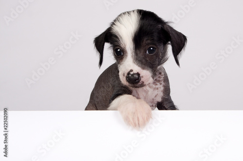 Photos Chinese crested dog