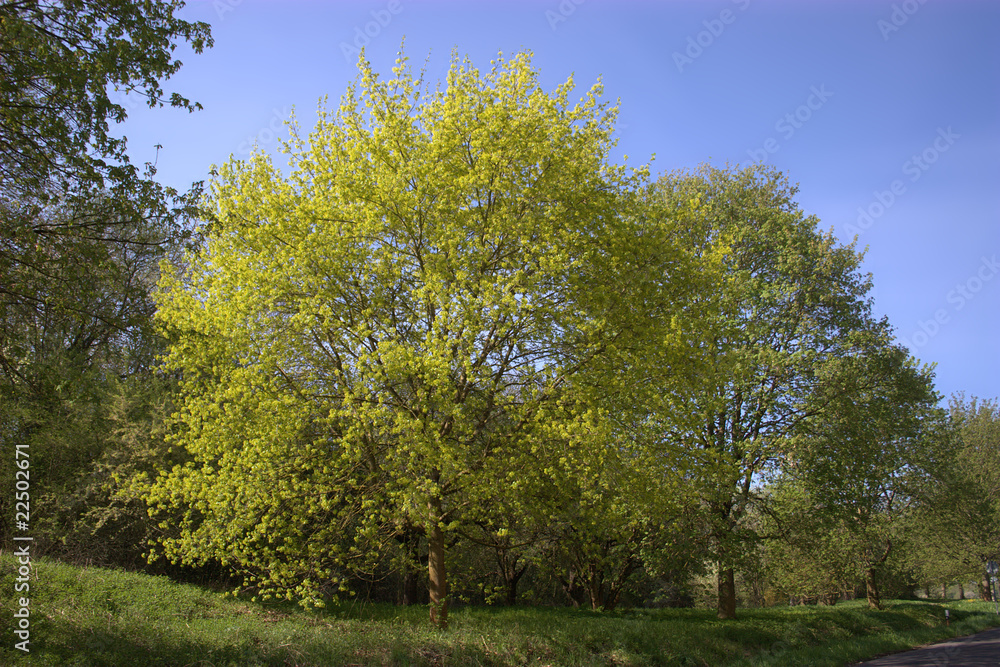 Bäume im Frühling