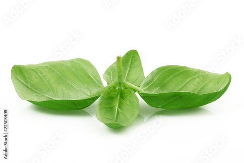foglie di basilico