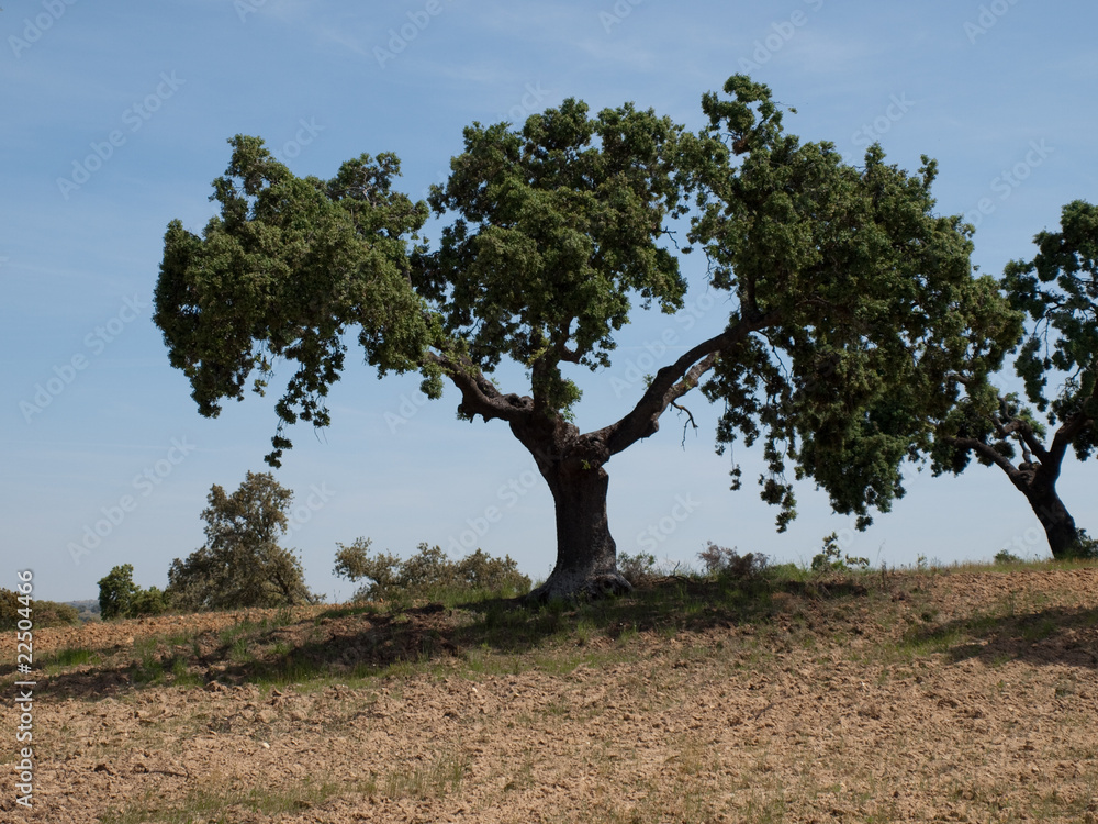 Árbol