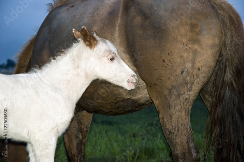 Fototapeta Naklejka Na Ścianę i Meble -  A beautiful white foal stands close to it`s mother