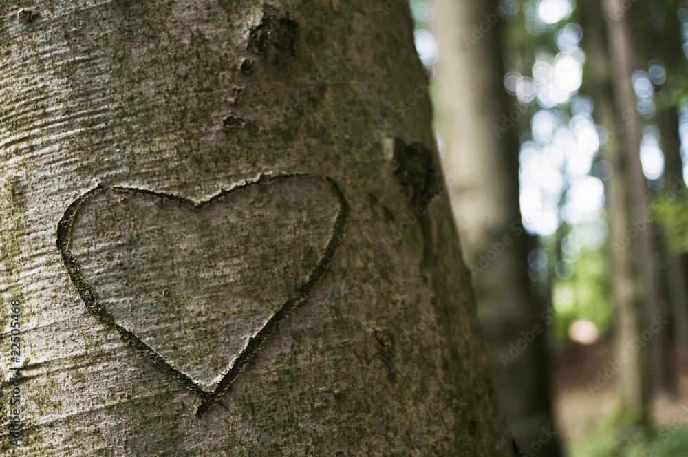 herz-in-baum-geritzt-stock-photo-adobe-stock