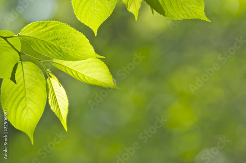 新緑の桜の葉