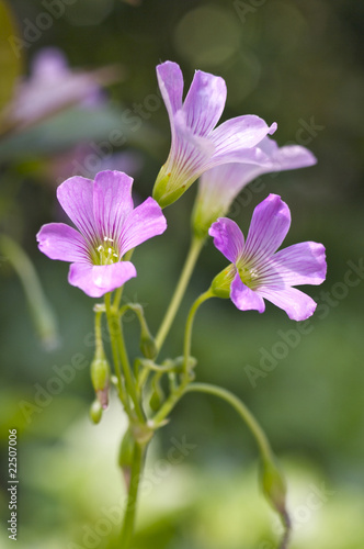 ムラサキカタバミの花 © frotto