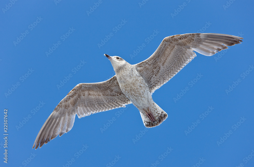 Obraz premium seagull close up