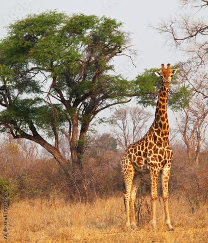 Photography Giraffe