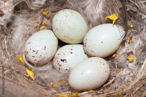 linnet nest with eggs